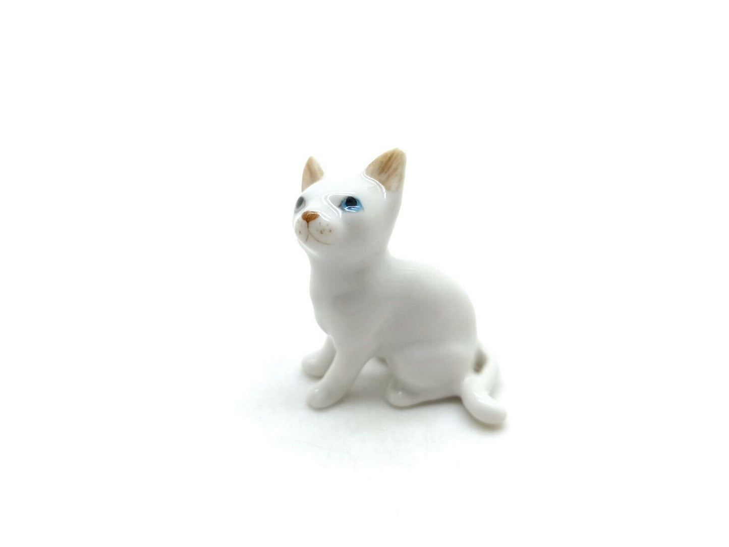 White Cat with blue eyes