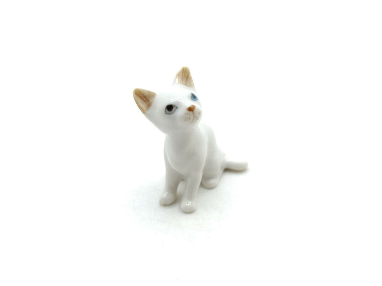 White Cat with blue eyes