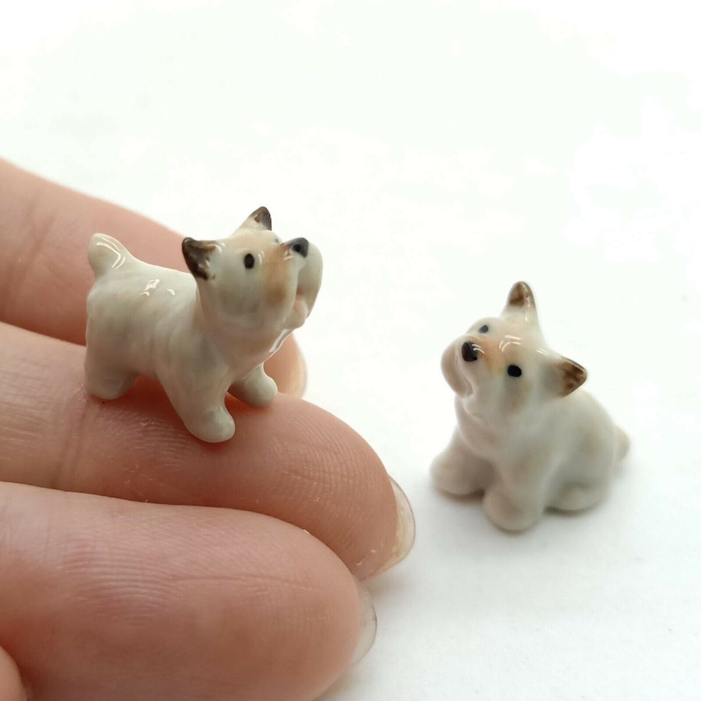 2 Tiny West Highland Terrier