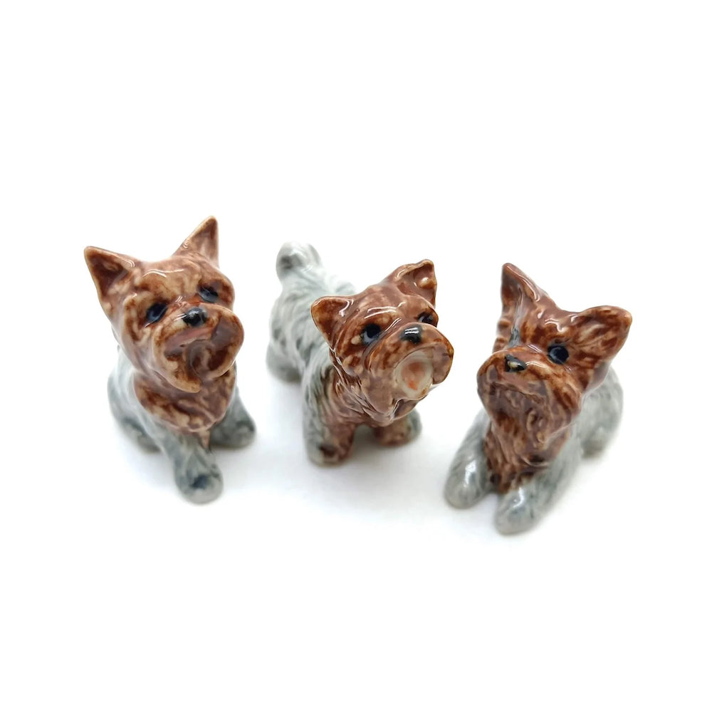 3 Yorkshire Terrier