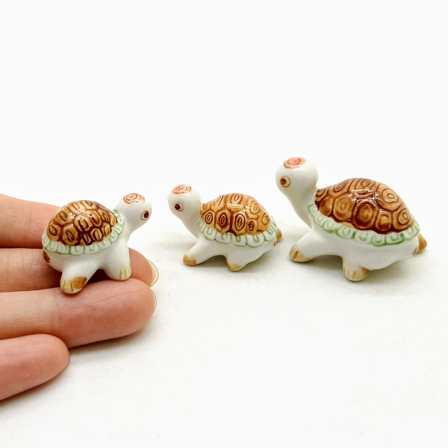 3 White Turtles Family