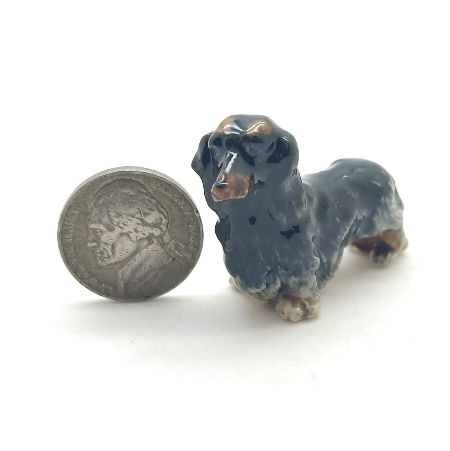 Long Haired Dachshund Dogs