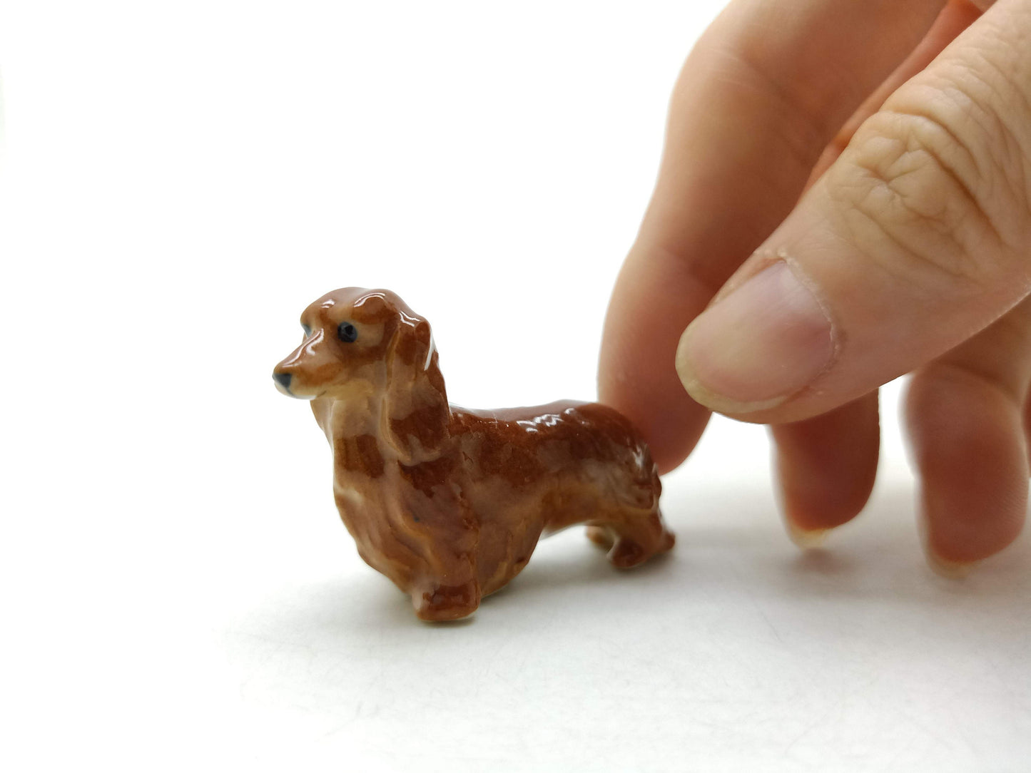 Long Haired Dachshund Dogs