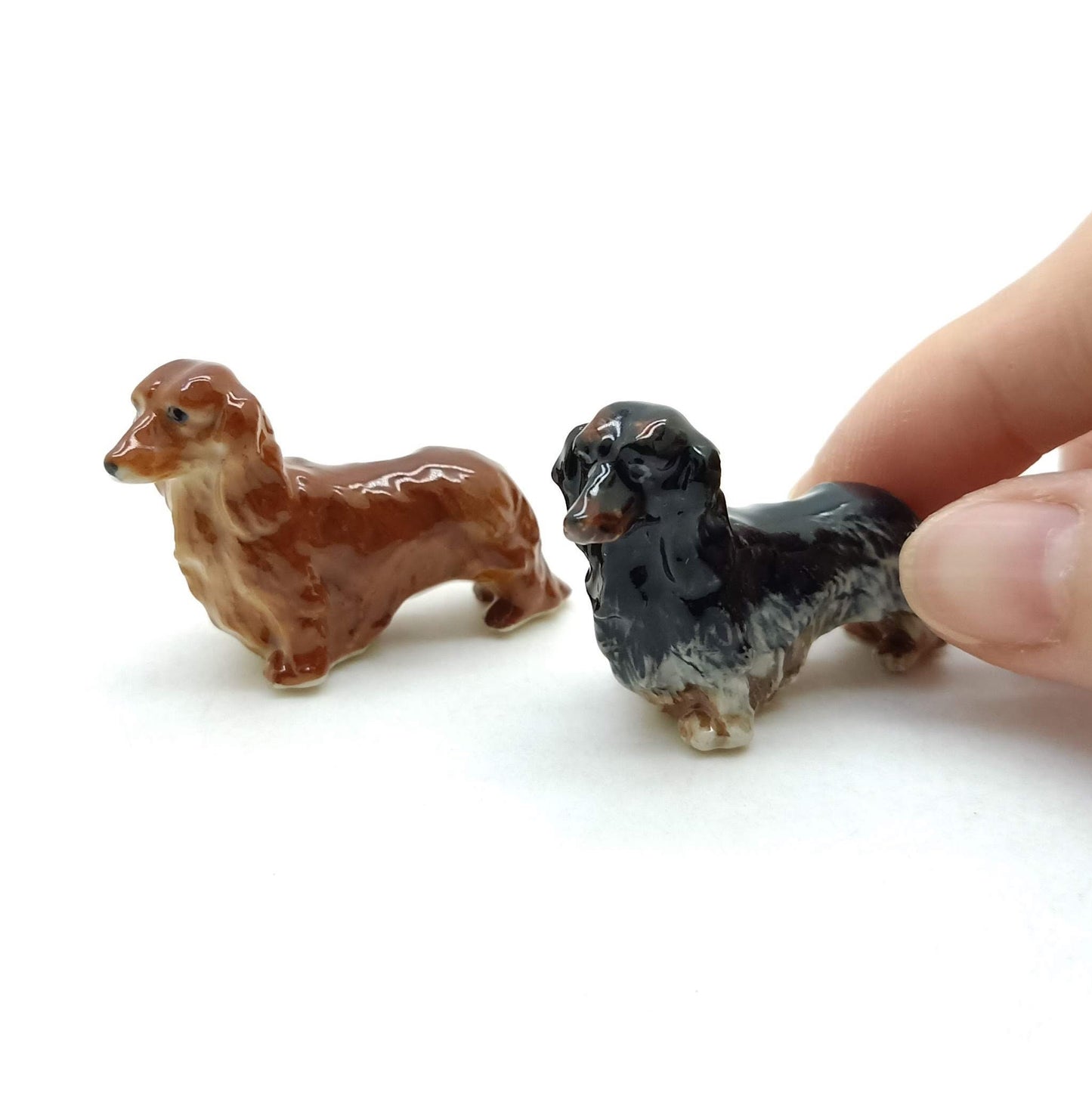Long Haired Dachshund Dogs