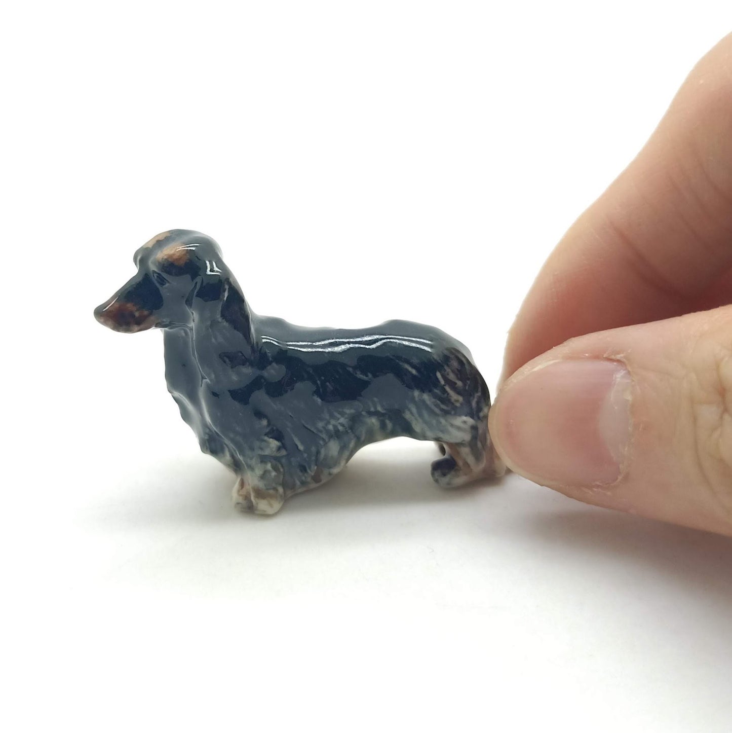 Long Haired Dachshund Dogs