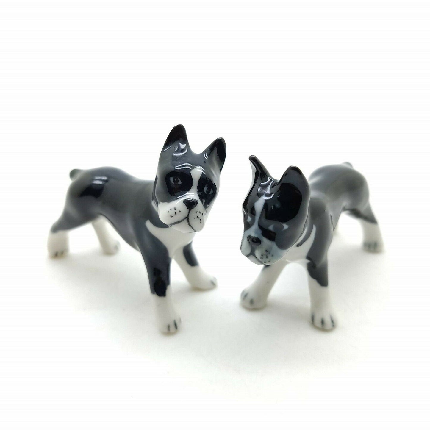 Boston Terriers Twin