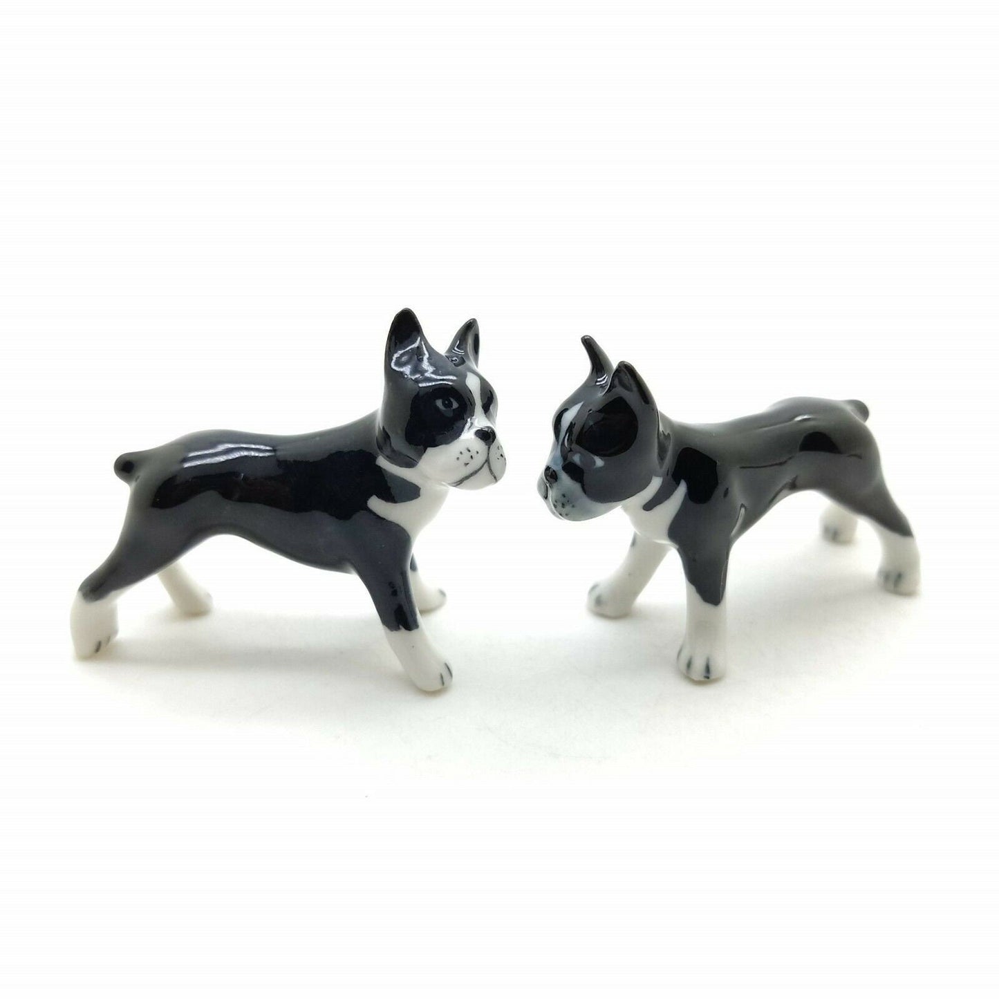 Boston Terriers Twin