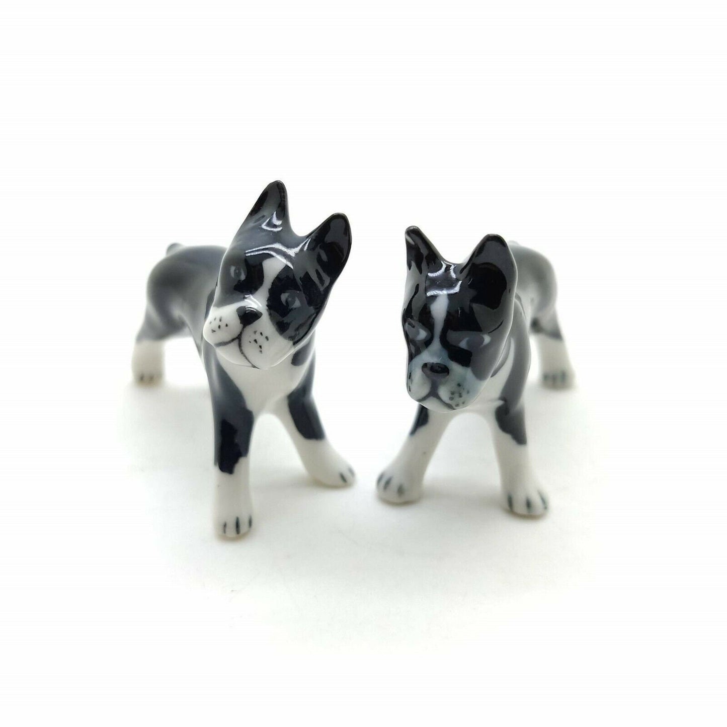 Boston Terriers Twin