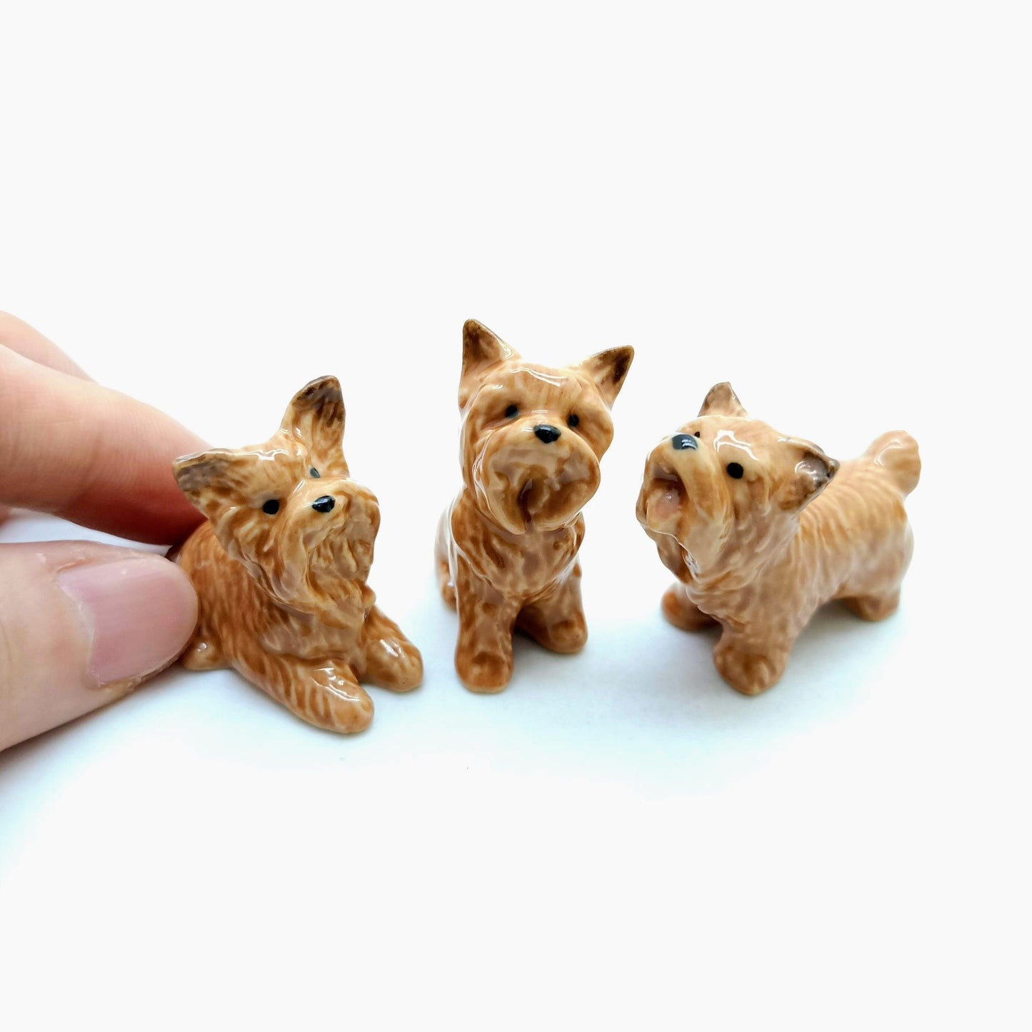 3 Yorkshire Terrier