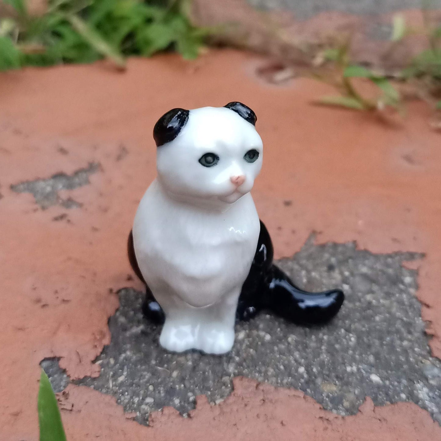 White Scottish Cat