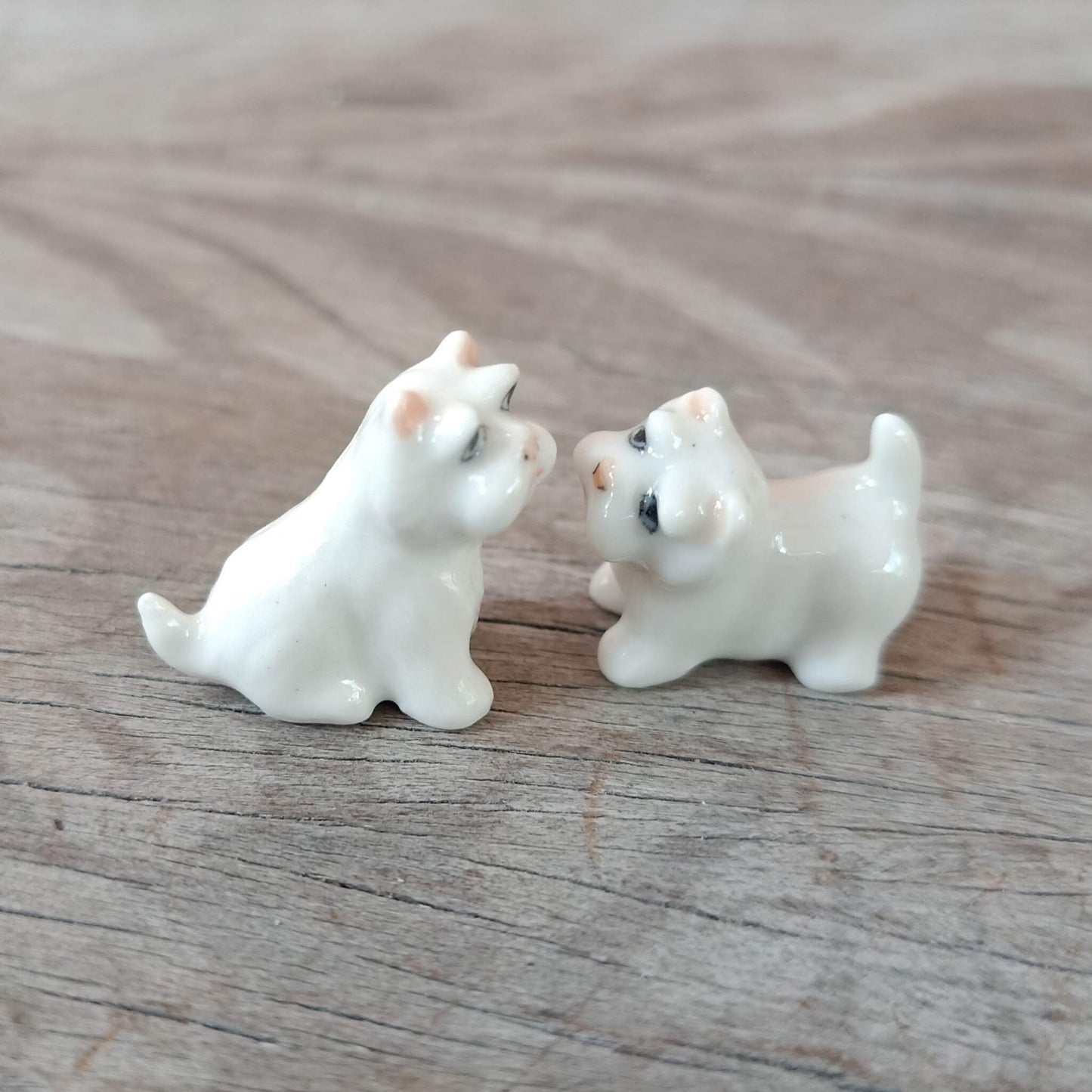 2 Tiny White West Terrier Dogs
