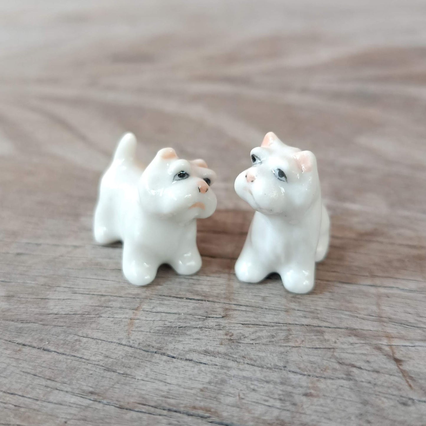 2 Tiny White West Terrier Dogs