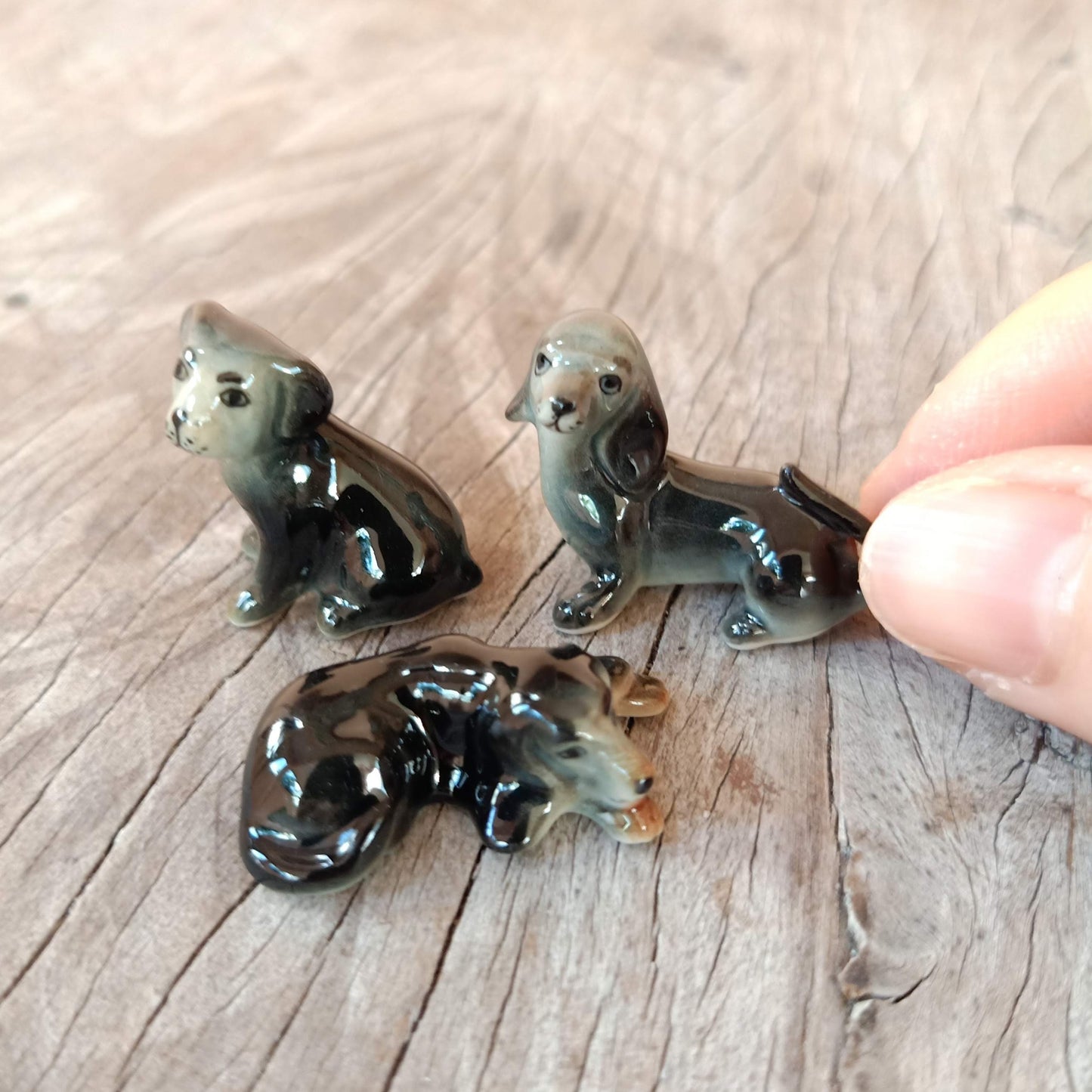 3 Black Dachshund Puppies