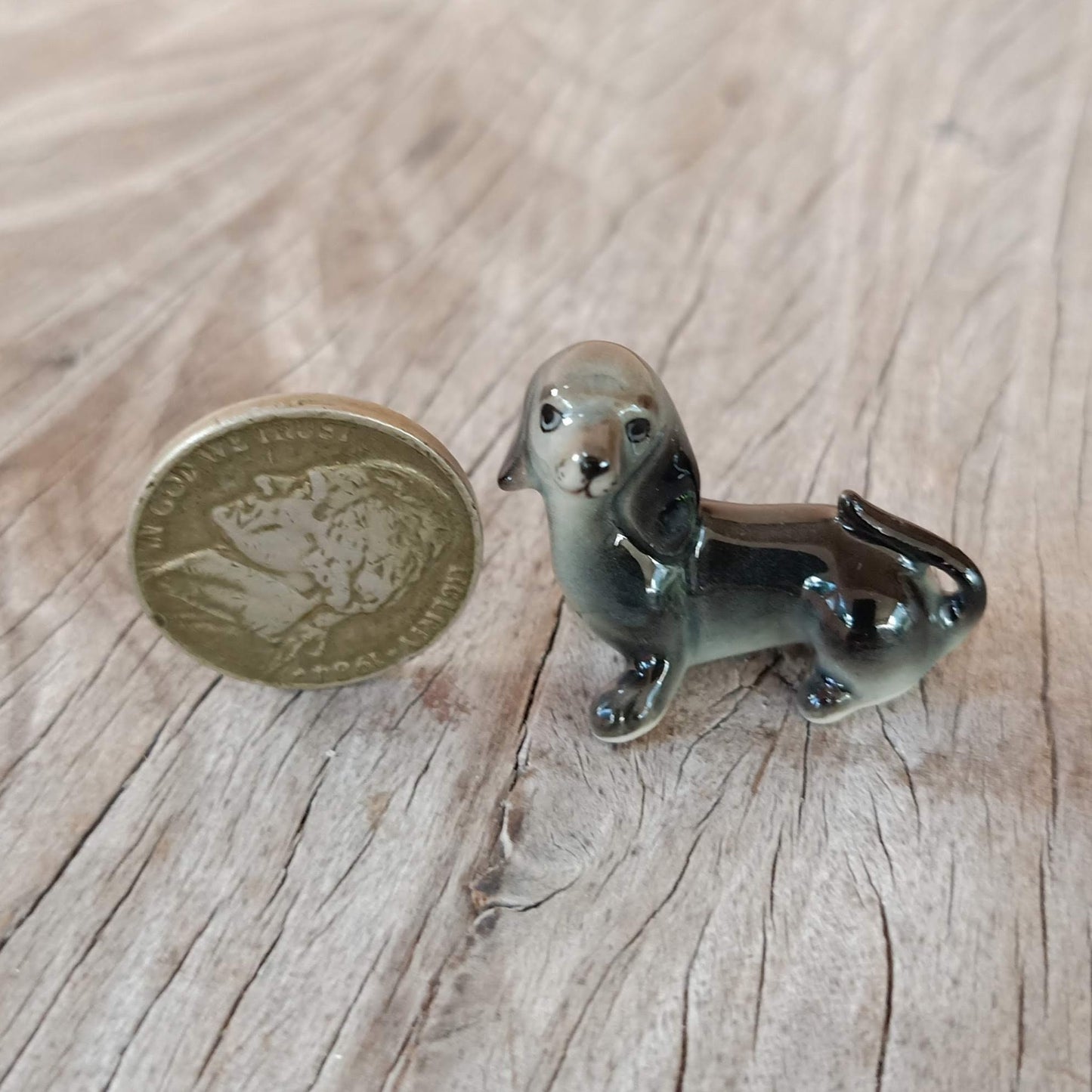 3 Black Dachshund Puppies