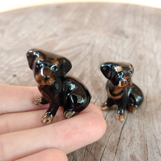 2 Black Dachshund Puppies