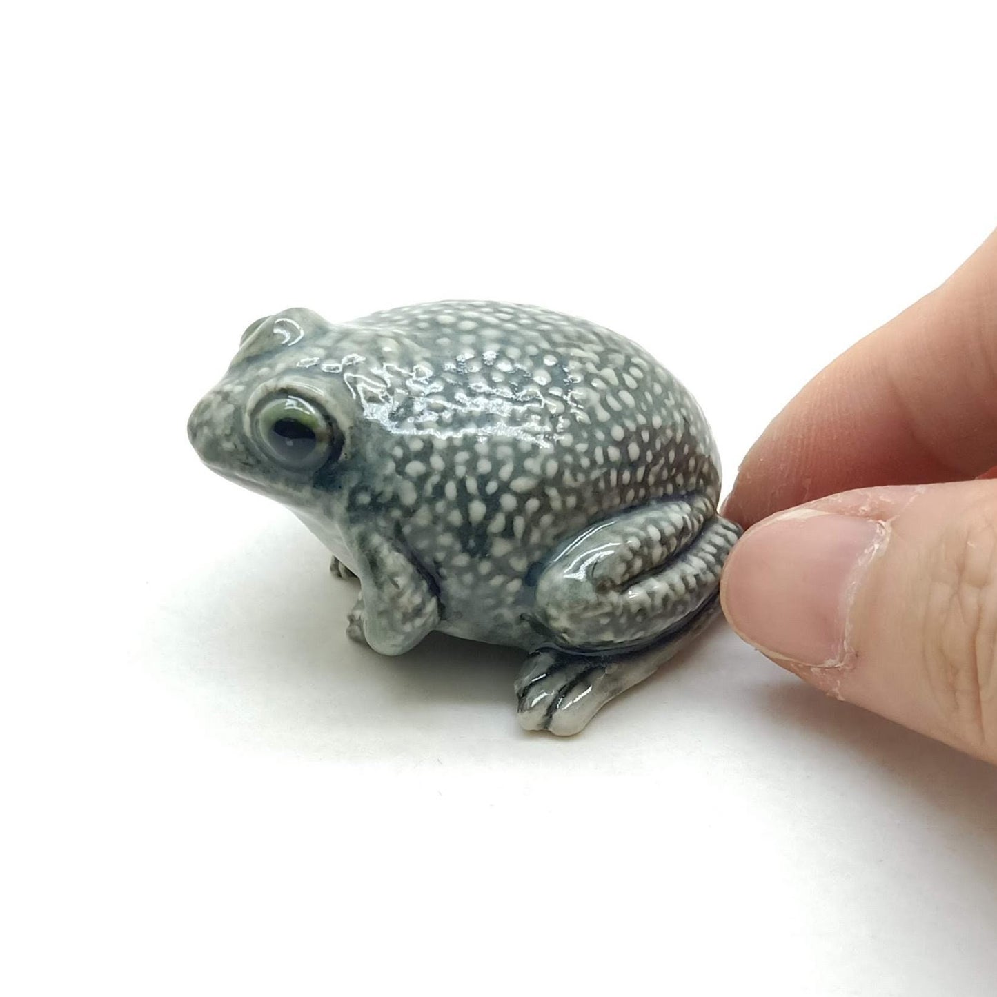 Toad Frog