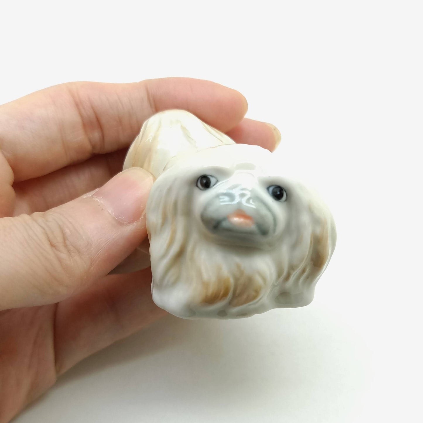 Pekingese Dog