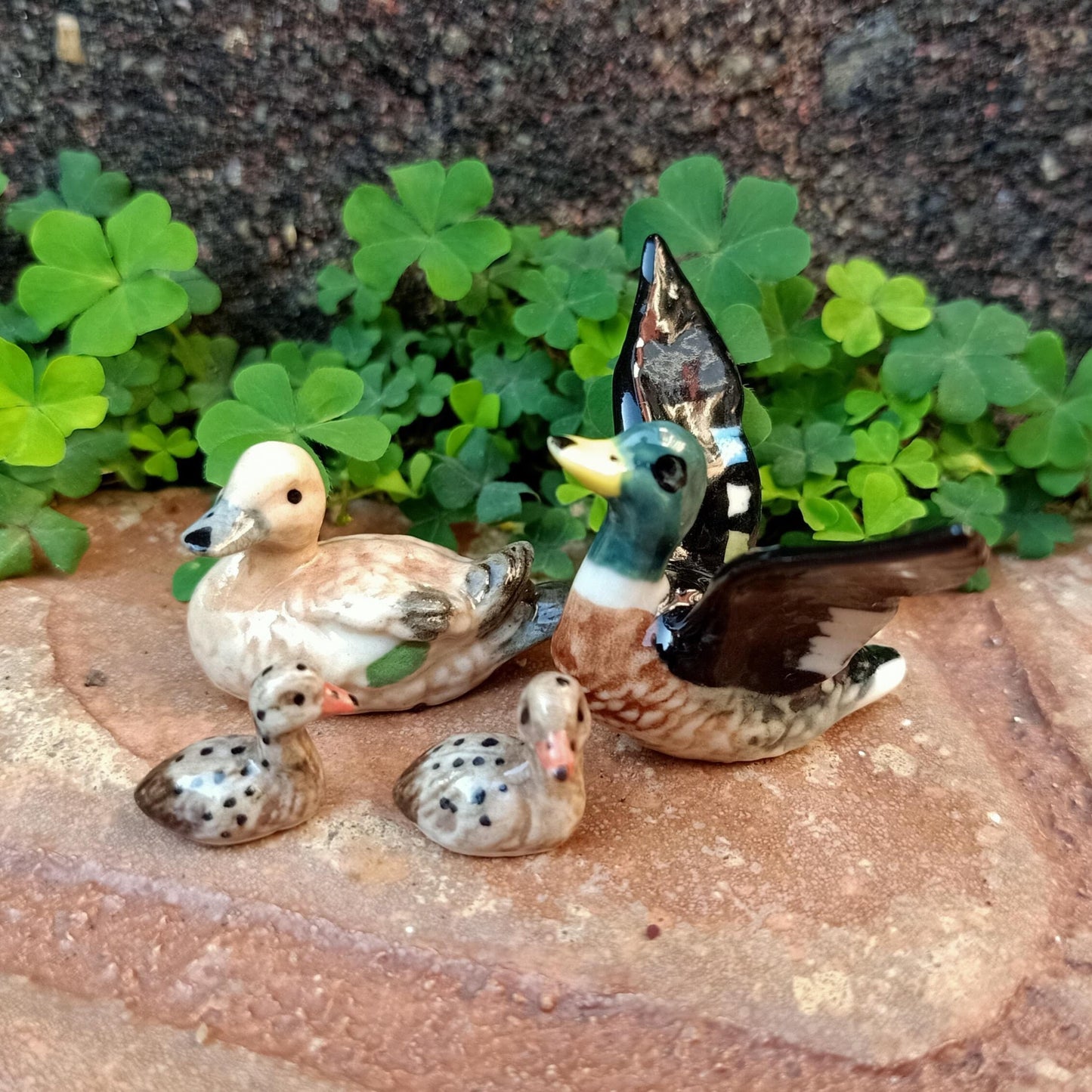 Mallard Duck Family