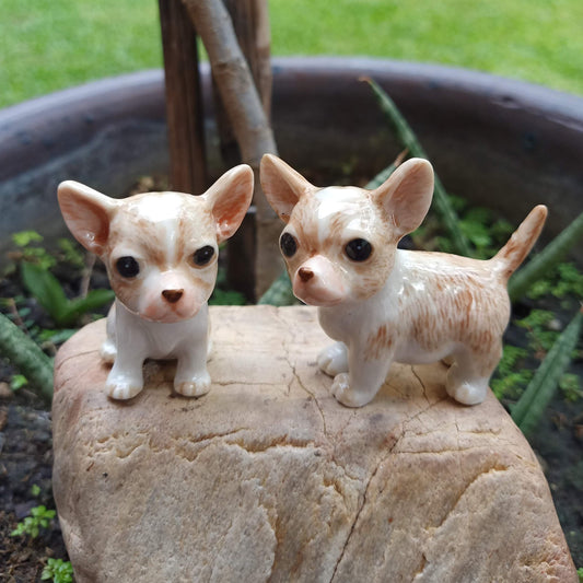 2 Chihuahua Pups