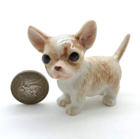 2 Chihuahua Pups