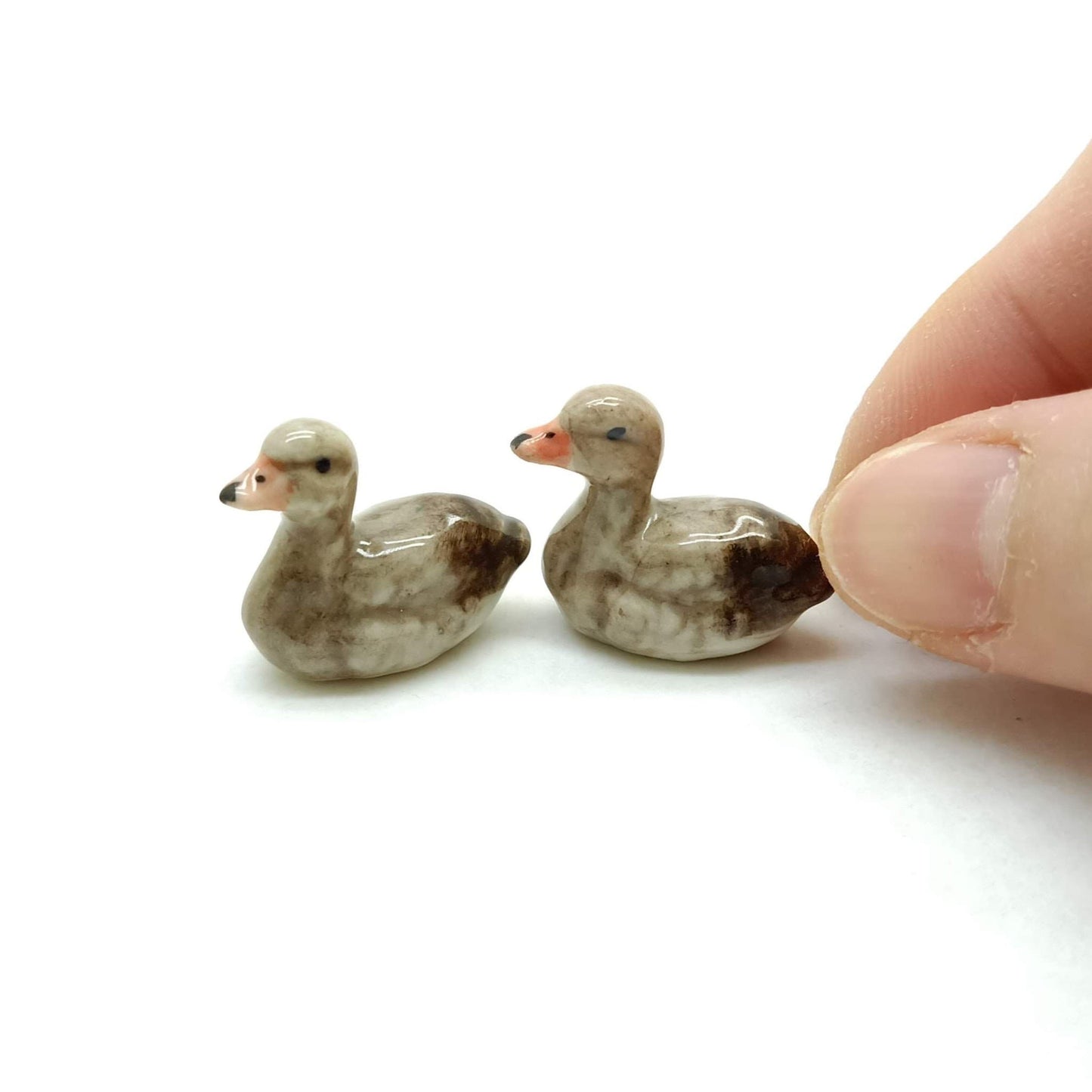 Mallard Duck Family