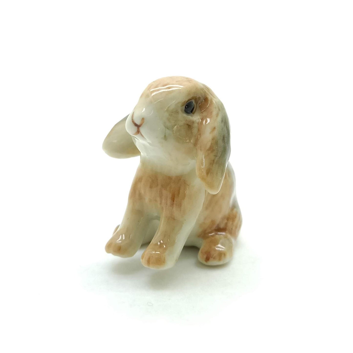 Mini Lop Rabbit