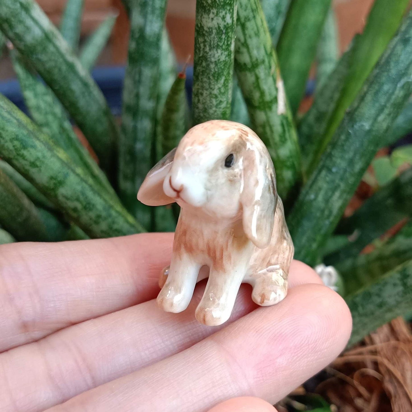 Mini Lop Rabbit