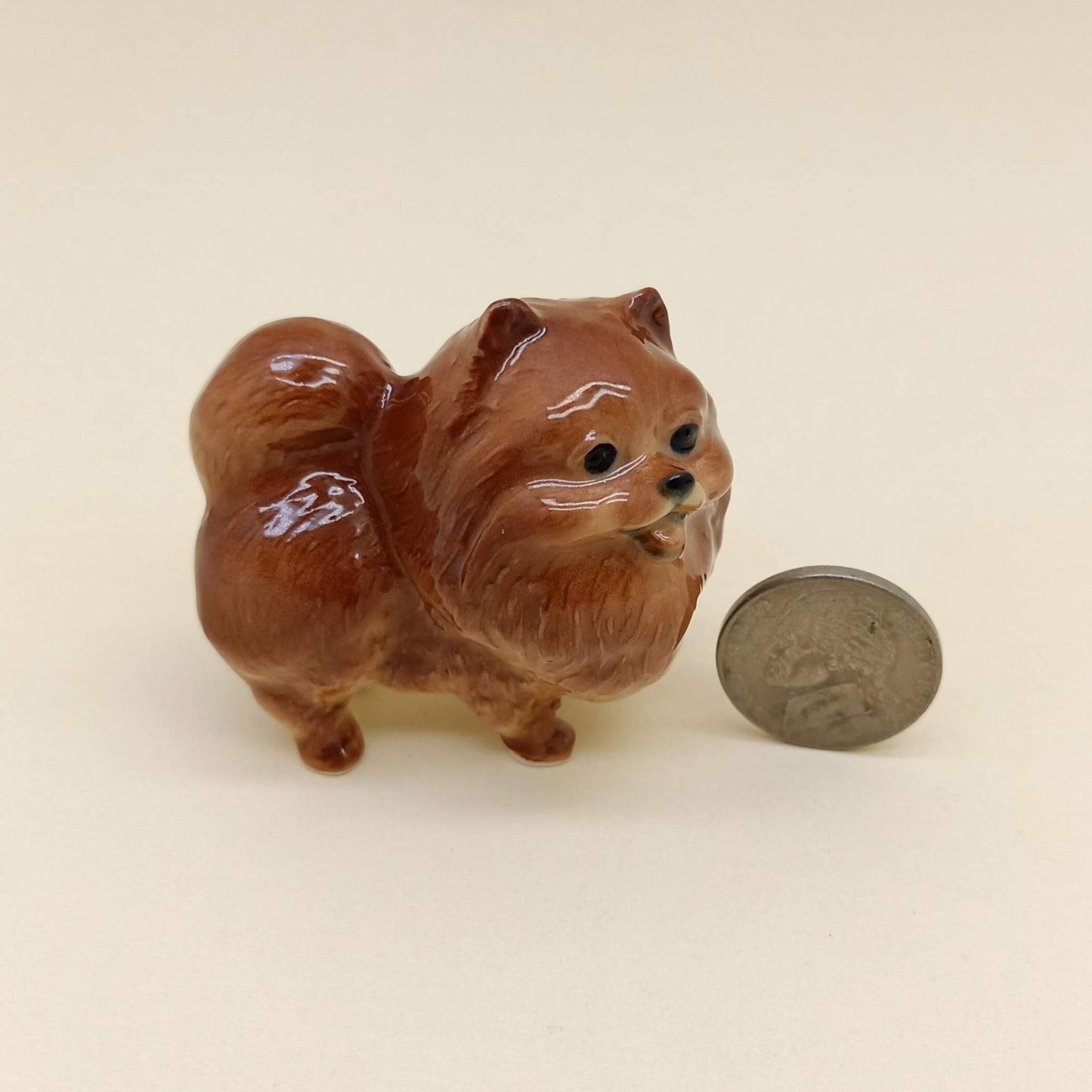 Rich Chocolate Brown Pomeranian