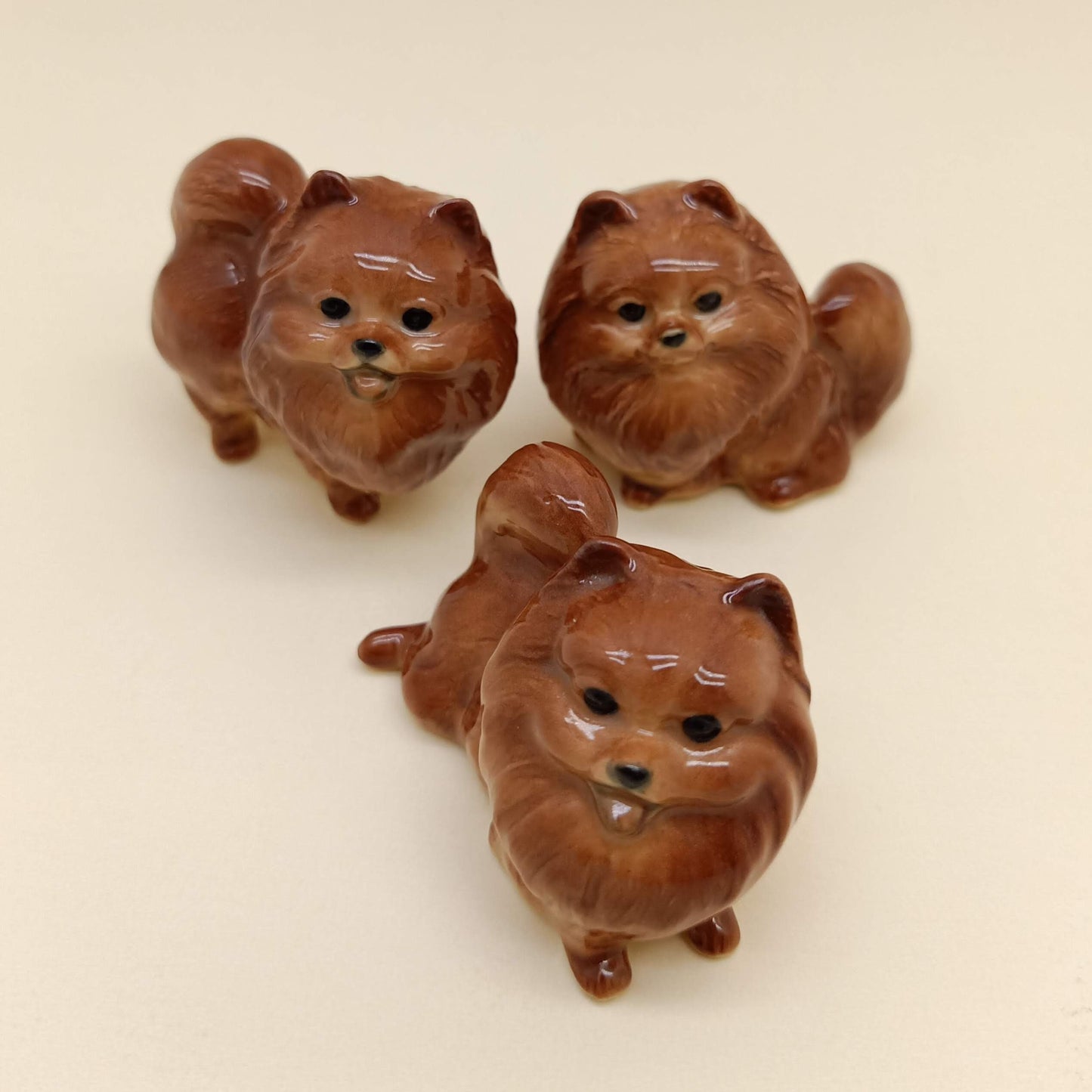 Rich Chocolate Brown Pomeranian