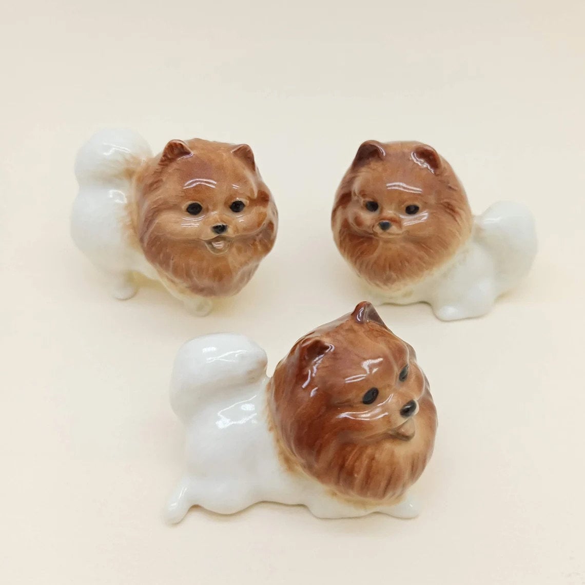 White Pom Pomeranian with Brown Head