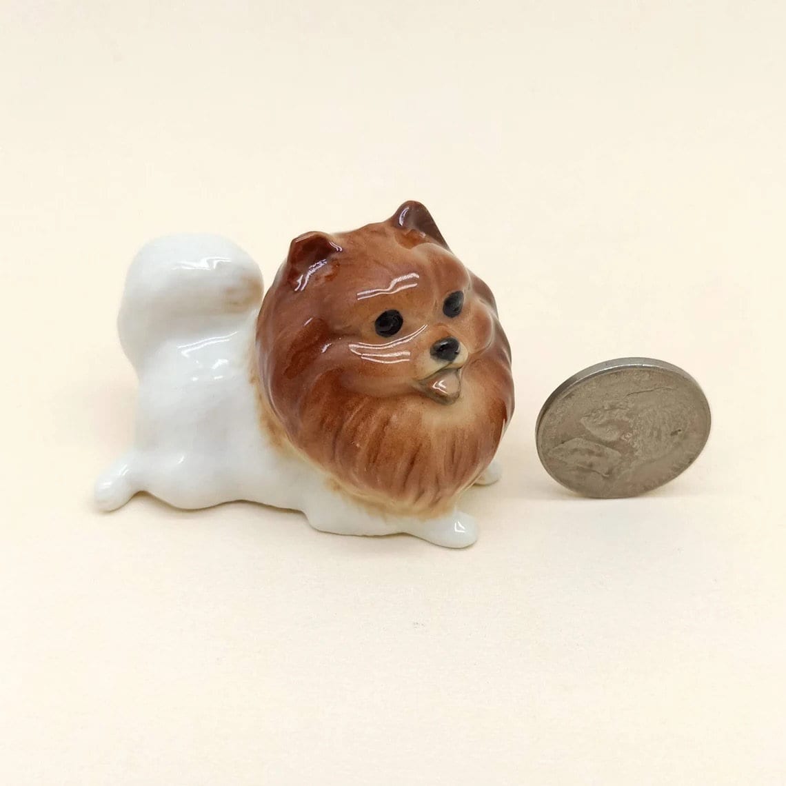 White Pom Pomeranian with Brown Head