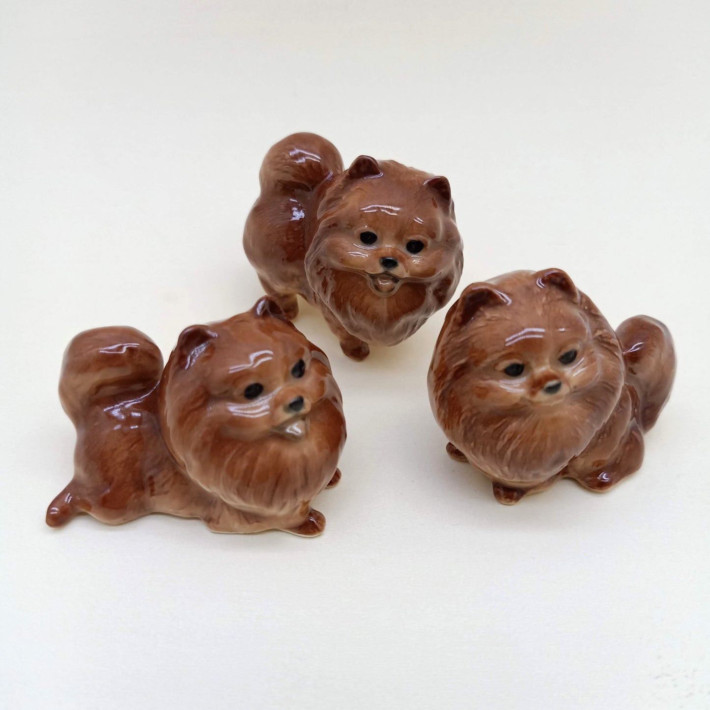 Rich Chocolate Brown Pomeranian