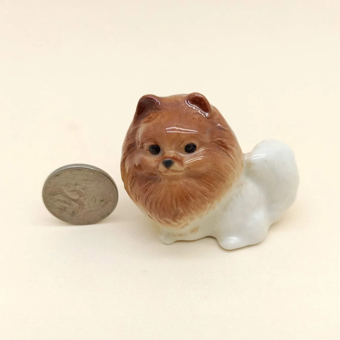 White Pom Pomeranian with Brown Head