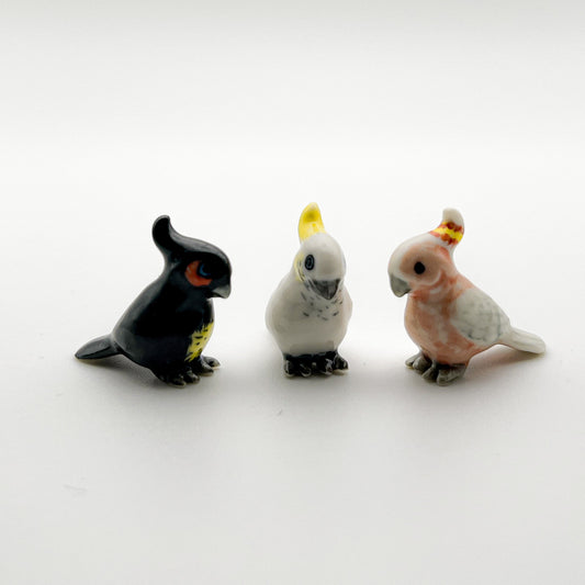 Mini Cockatoo Birds