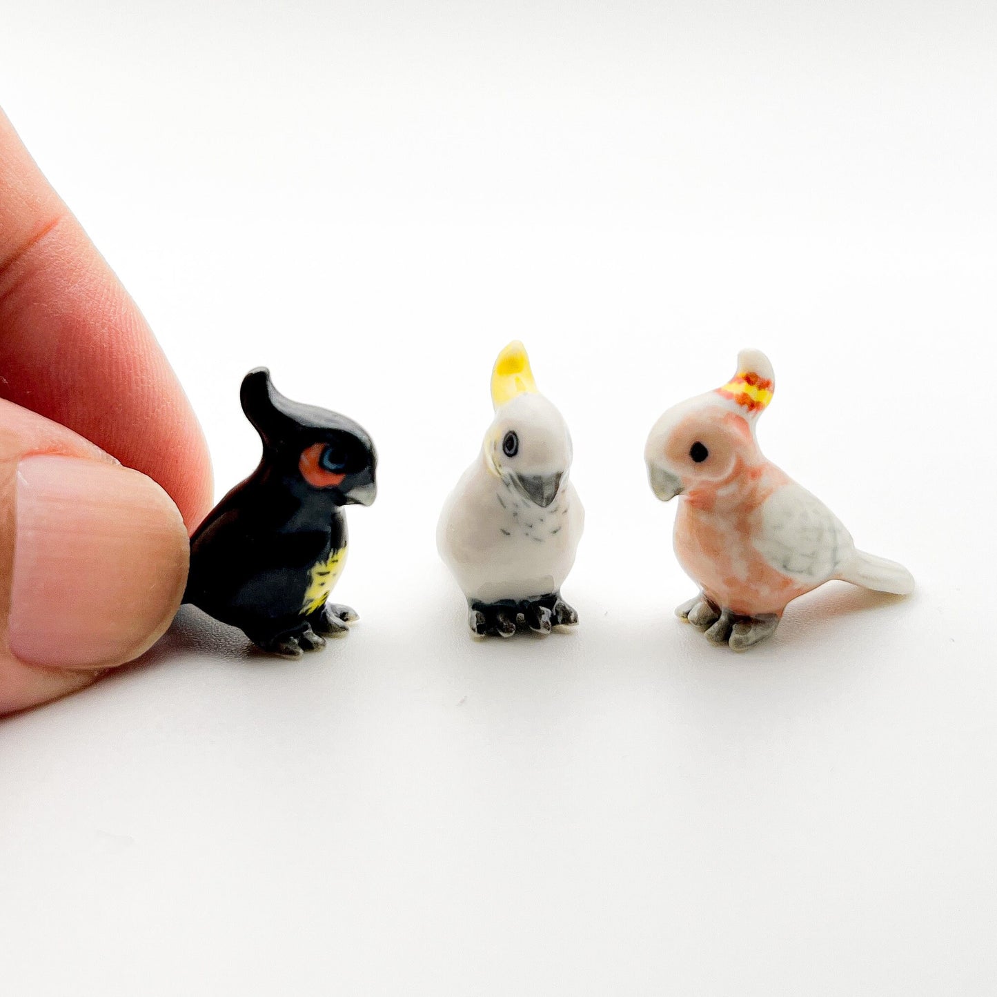 Mini Cockatoo Birds
