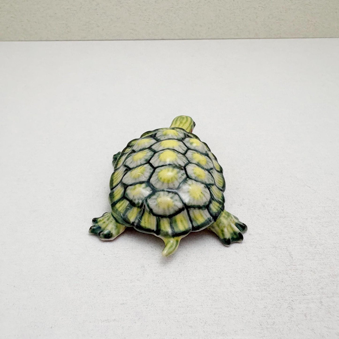 Red-Eared Slider Turtle