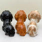 Long-Haired Dachshund