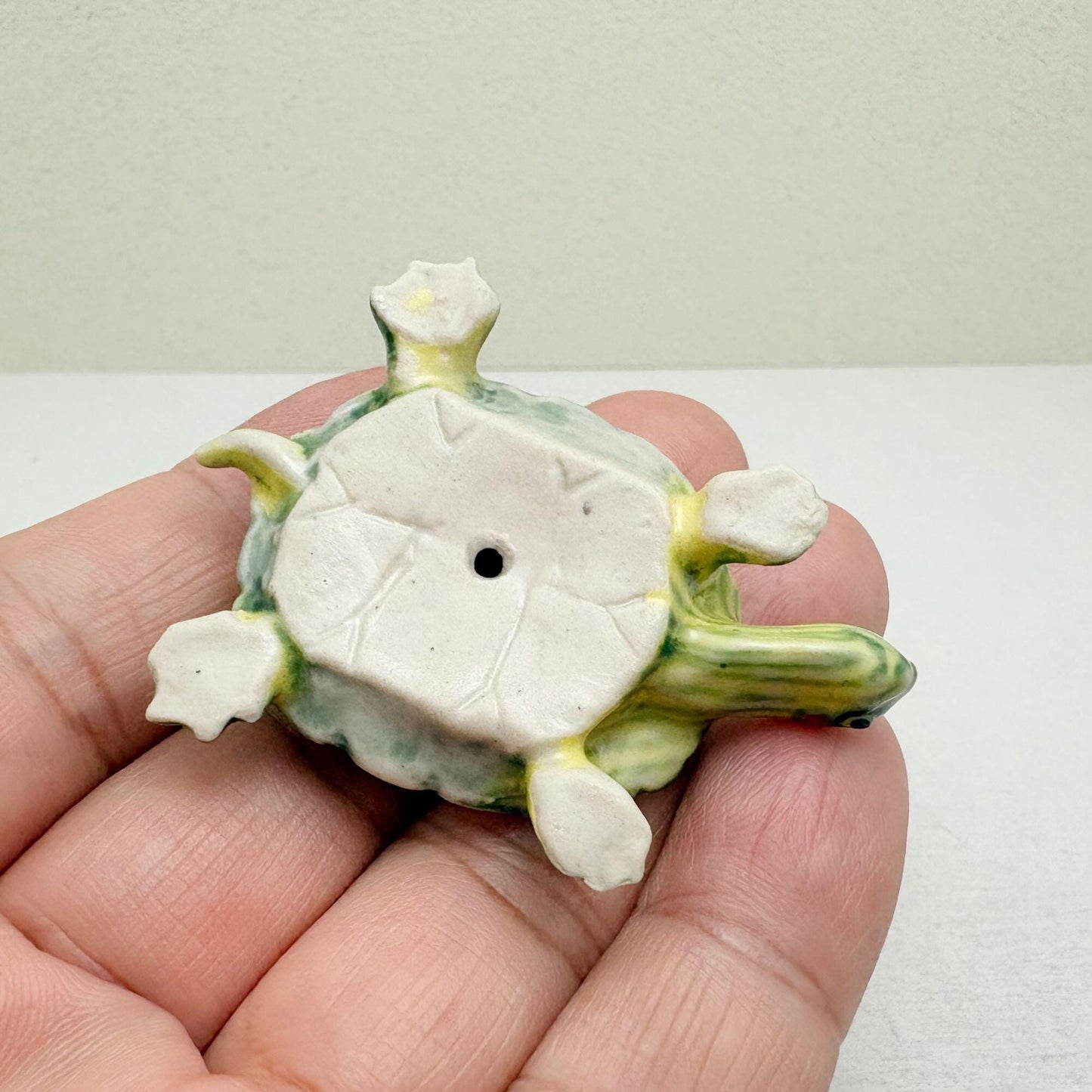 Red-Eared Slider Turtle