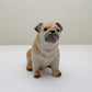 Classic Fawn Pugs