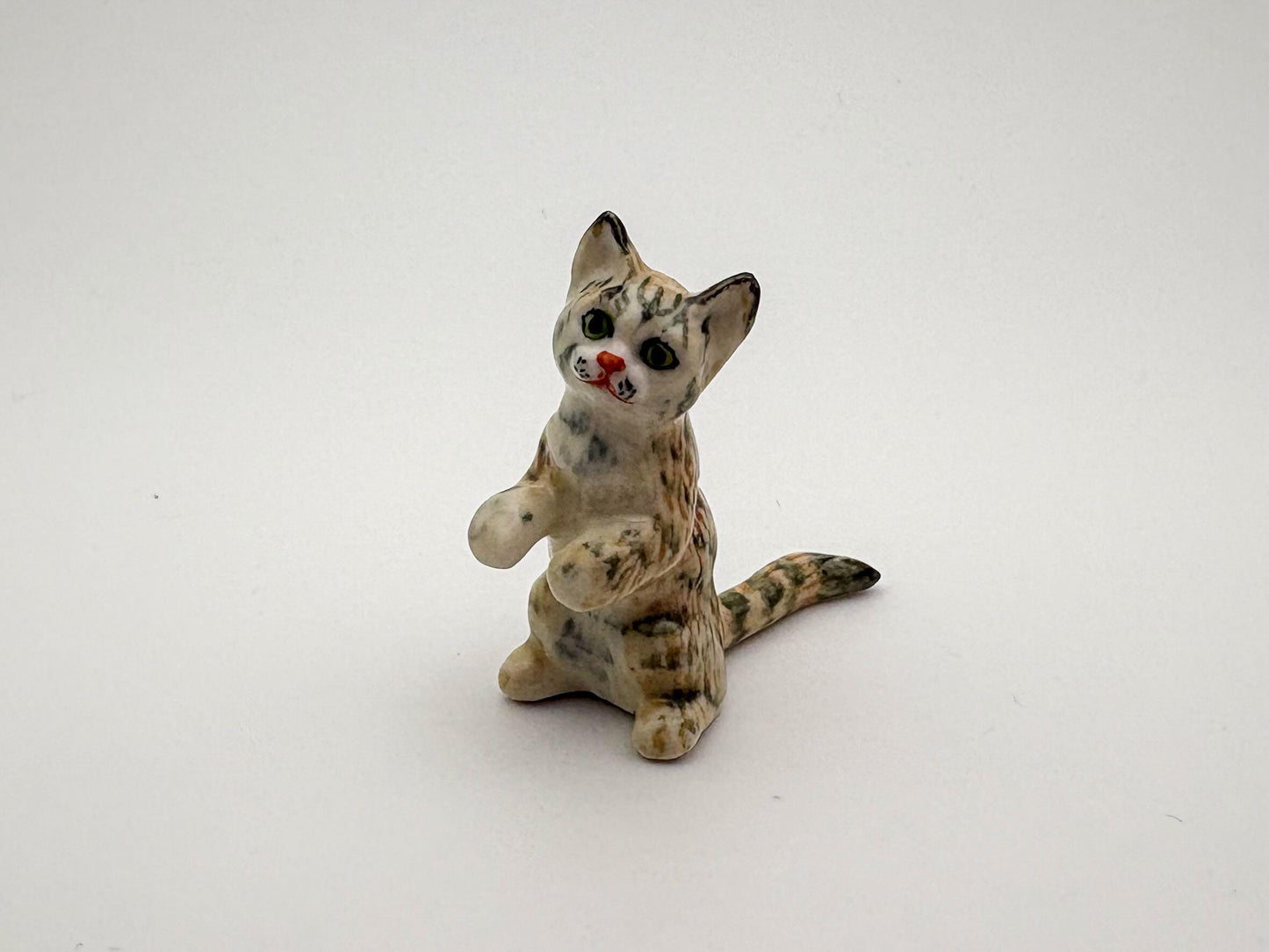 Playful Tabby