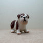 Bulldogs, Sitting and Standing Poses