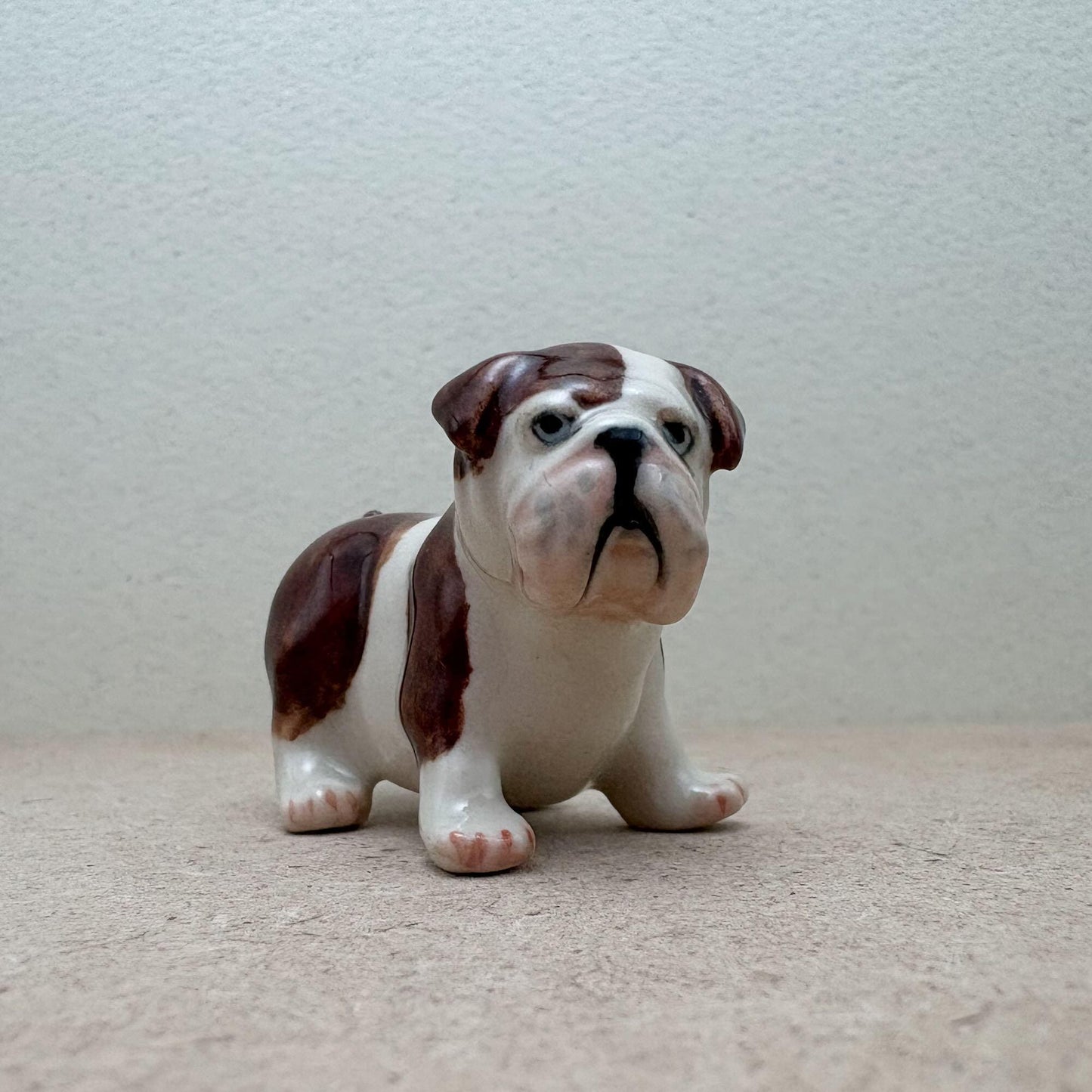 Bulldogs, Sitting and Standing Poses