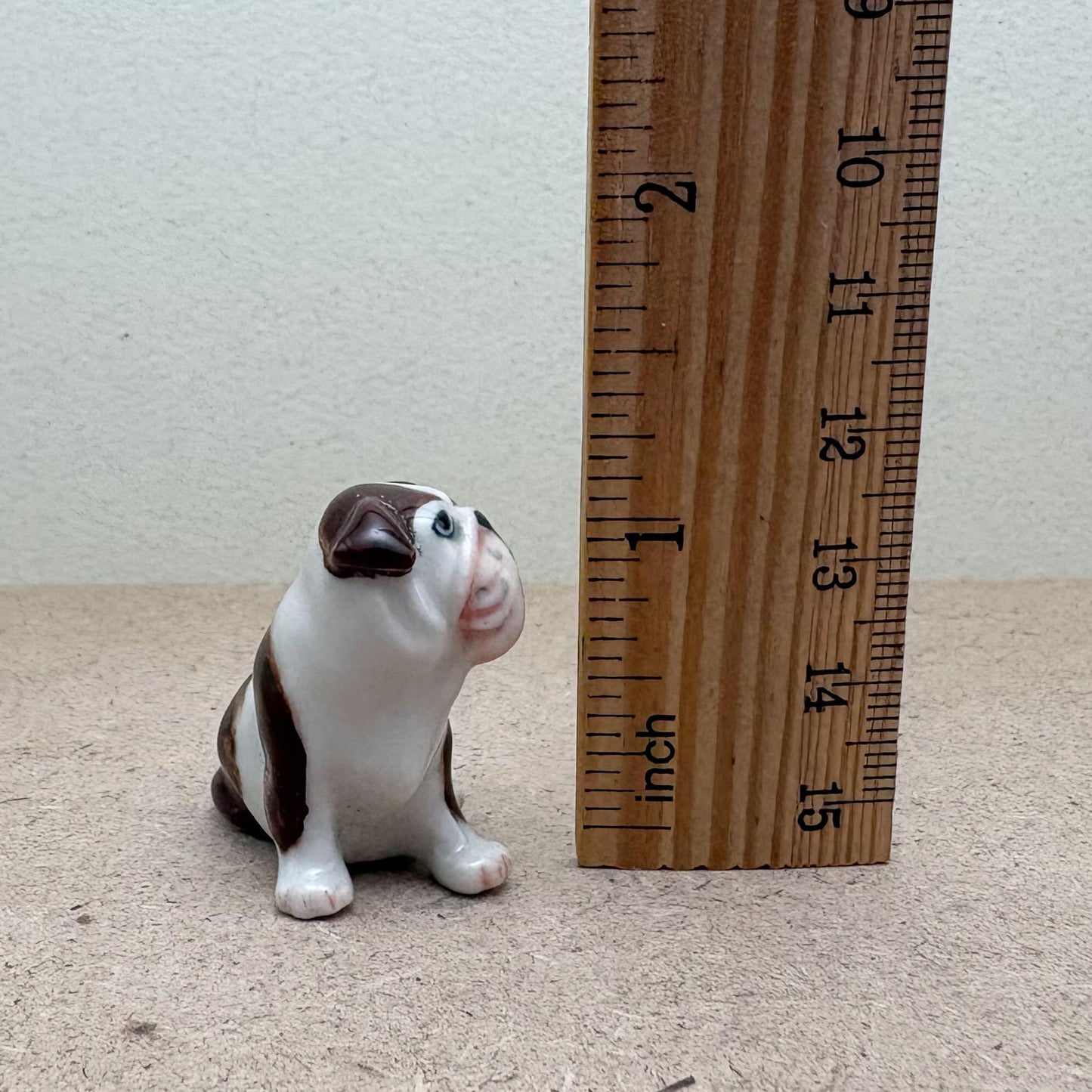 Bulldogs, Sitting and Standing Poses
