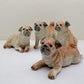 Classic Fawn Pugs