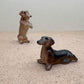Sitting & Begging Dachshunds