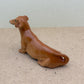 Brown Wiener Dachshund