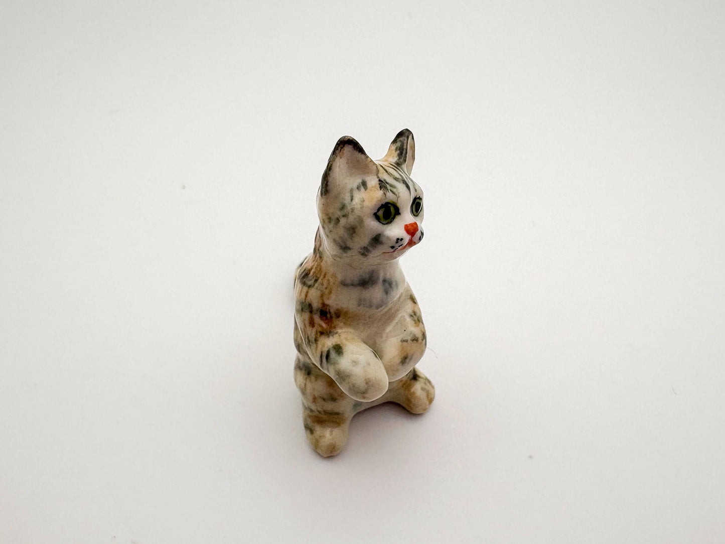 Playful Tabby
