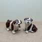 Bulldogs, Sitting and Standing Poses