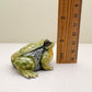 Green Golden Bell Frog
