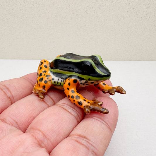 Rio Madeira Poison Dart Frog